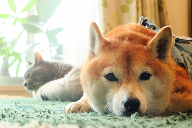 芸能人が老けない理由